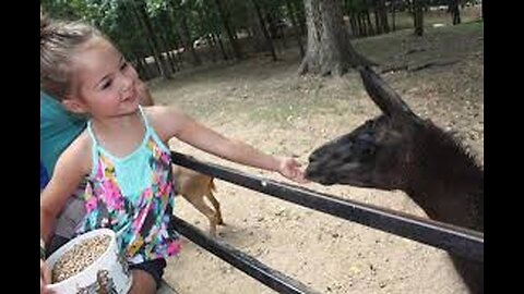 Feeding animals in a fun way