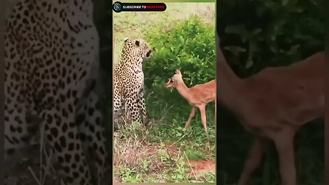 Leopard playing with baby nayala