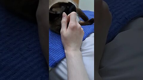 kitty goes viral #cat #viral #shortvideo #kittycat