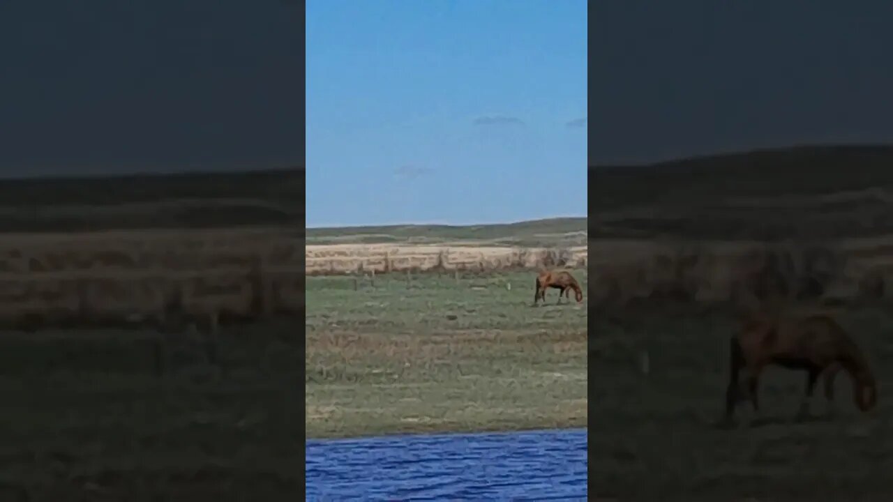 Horse Pasture 5 8 23