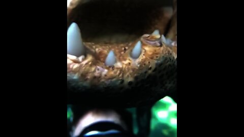 Man just under Alligator 🐊 | #Shorts #Animals #Underwater