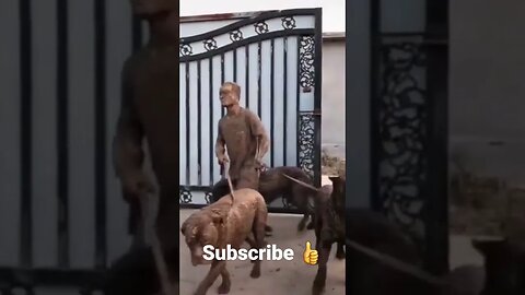 #shorts #viral #fails #funnyvideo #funnyanimals #funnydogs #dogs #funny