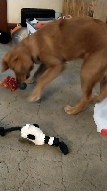 Which toy to play with?