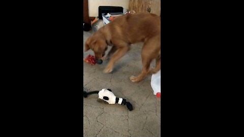 Which toy to play with?