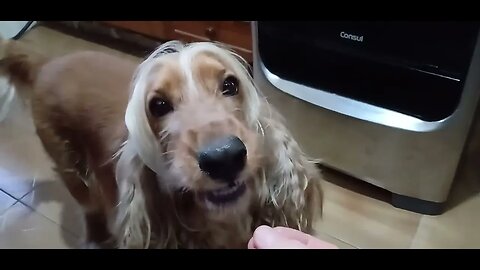 #dogshow , #animals , #dogs