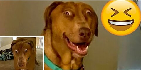 Funny Animals Video Best Dogs😹 and Cats🐶| Fanny Animals