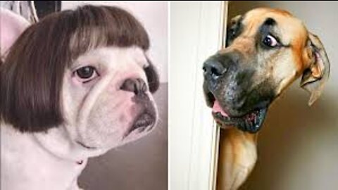 Funny dogs Video 2022