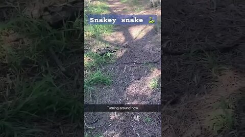 Snake on a bush walk 🐍 part 2