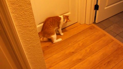 Cat Chasing It's Tail Fail