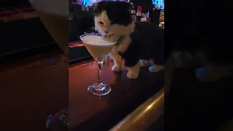Best Companion at the Bar ...#Funny Cats # Best Friends #catlover #funny #best #cutecat