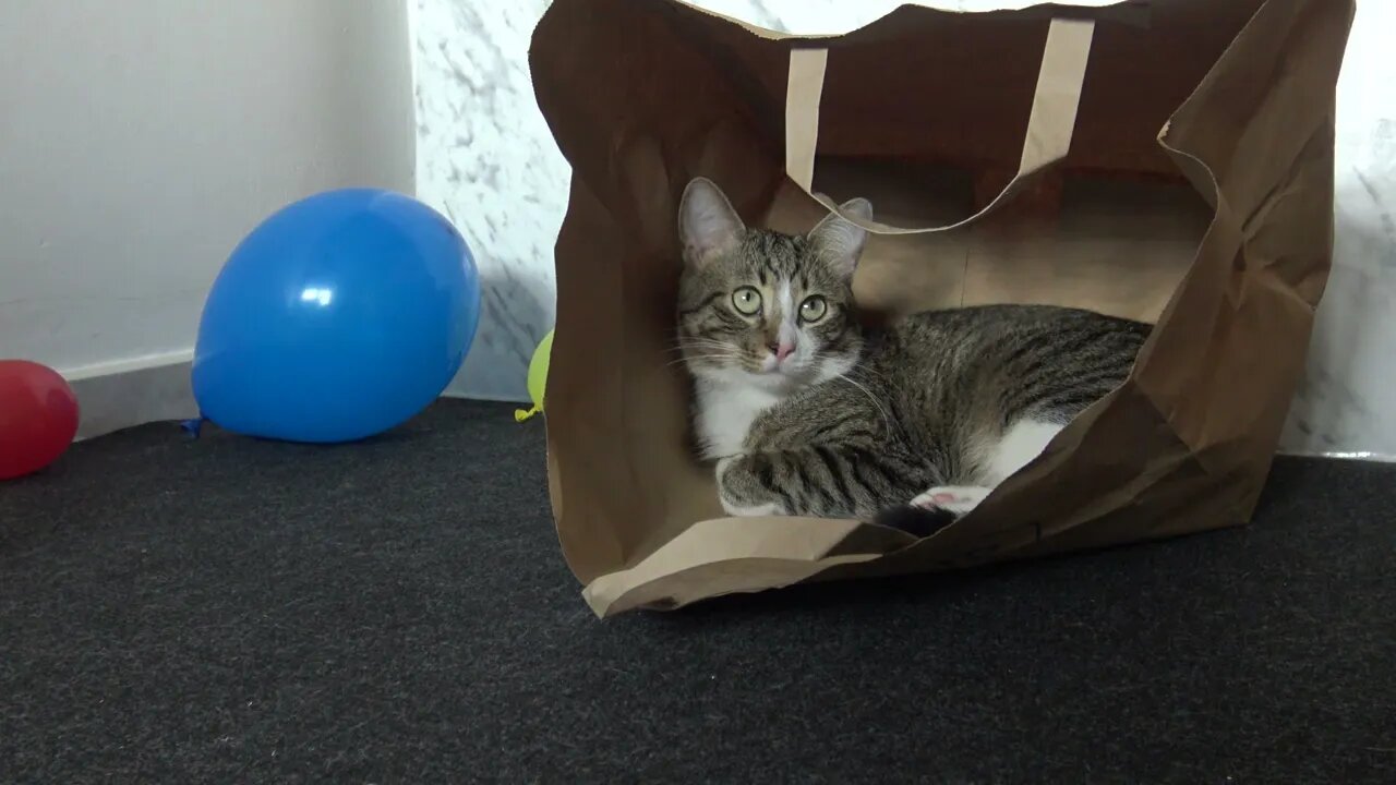 Cat Found a Cool Place to Hide