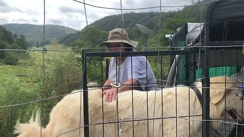 Stella the Maremma 15 months, big dogs.