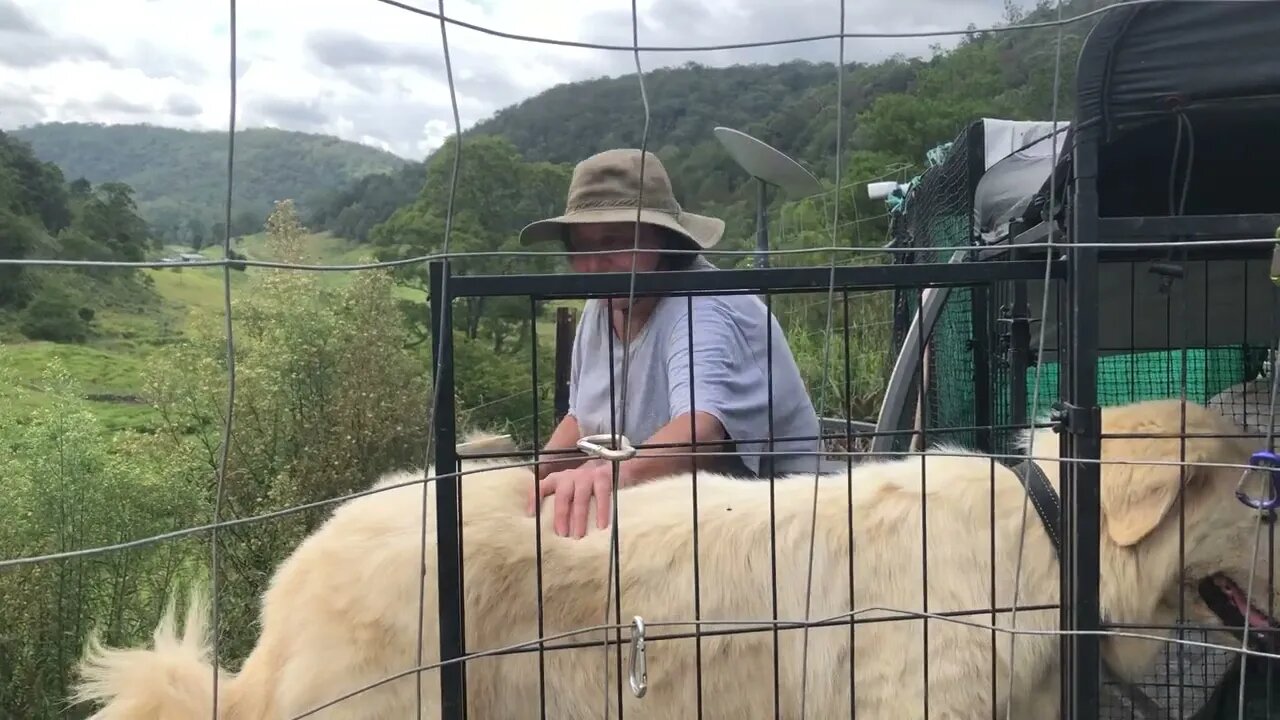 Stella the Maremma 15 months, big dogs.