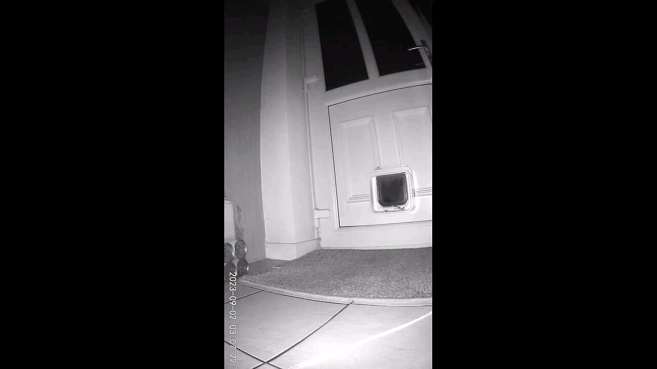 funny videos