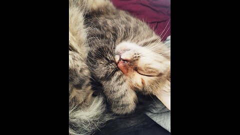 mini cat