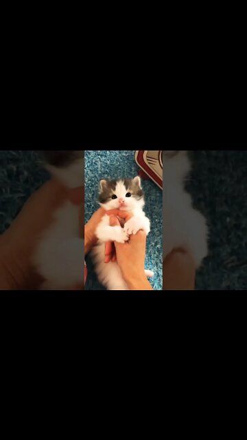Adorable little kitten ❤️🥰