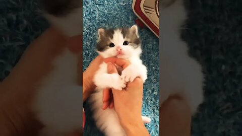 Adorable little kitten ❤️🥰