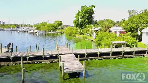 Green algae water in Southwest Florida