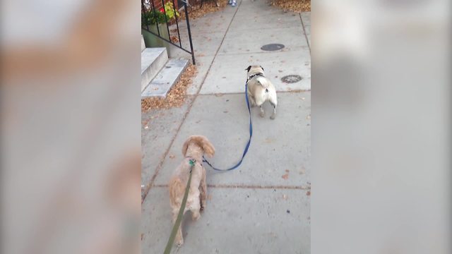 "A Dog Walks Another Dog on A Leash"