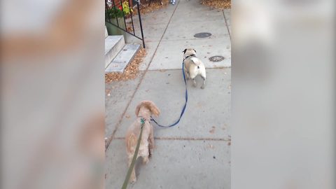 "A Dog Walks Another Dog on A Leash"