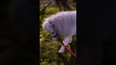 Call Me When You Want Call Me When You Need #Shorts #Animals #Cute
