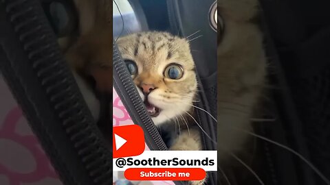 “Feline Frenzy: Unveiling the Whisker-Twitching World of Kitties!” #adorable #playful #mischievous