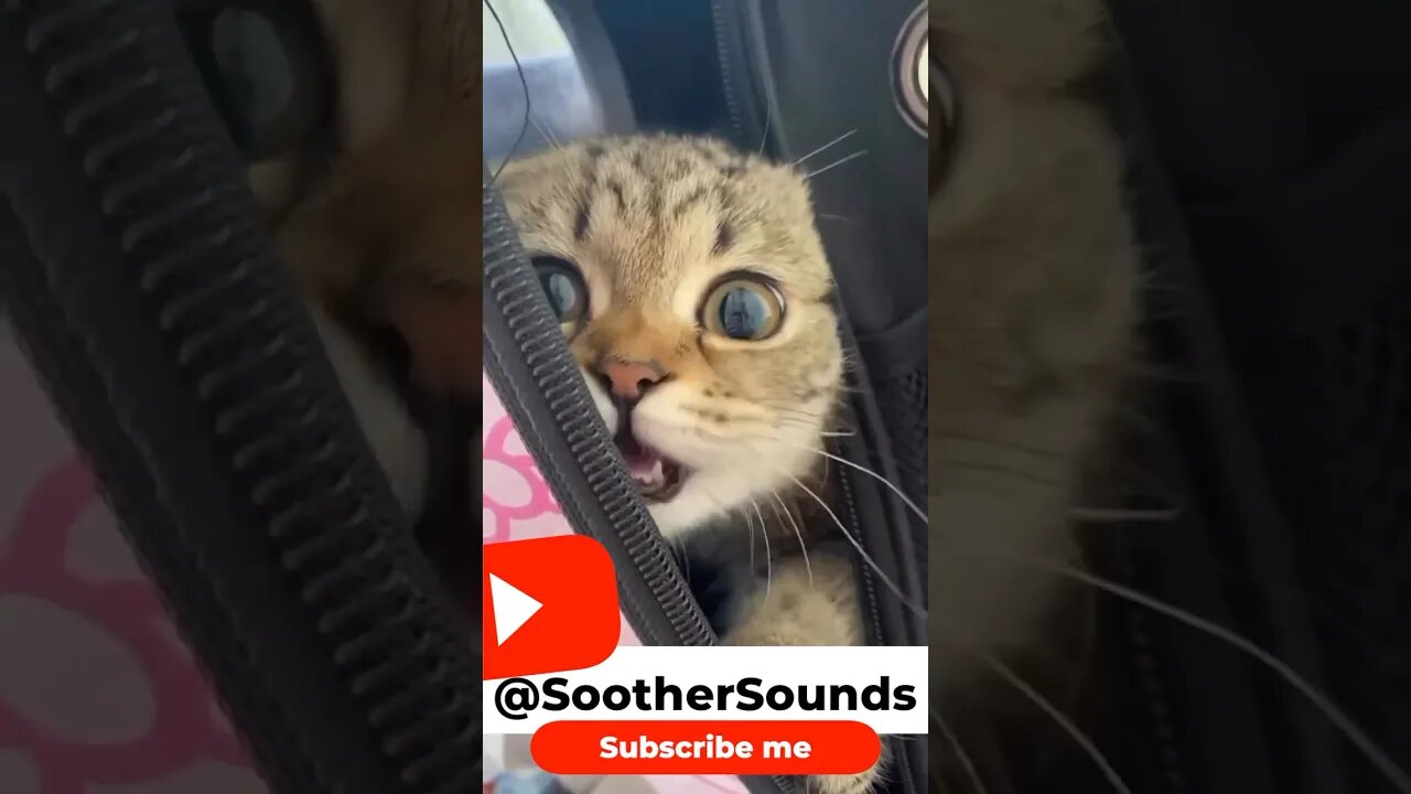 “Feline Frenzy: Unveiling the Whisker-Twitching World of Kitties!” #adorable #playful #mischievous