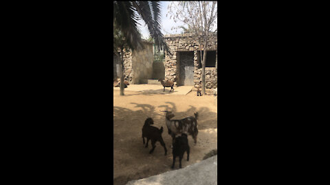 Pet brings happiness