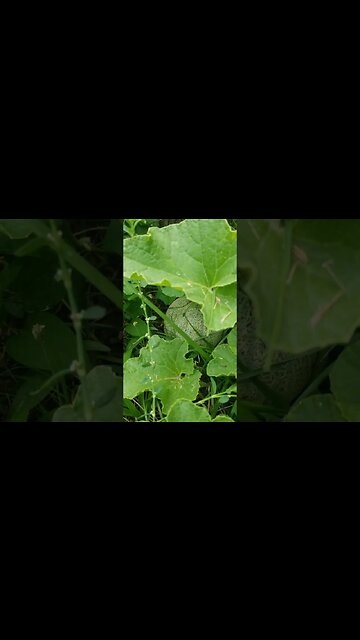 All Of My Zucchini Died Small Backyard Urban Garden #garden #gardening #diy #selfsufficiency