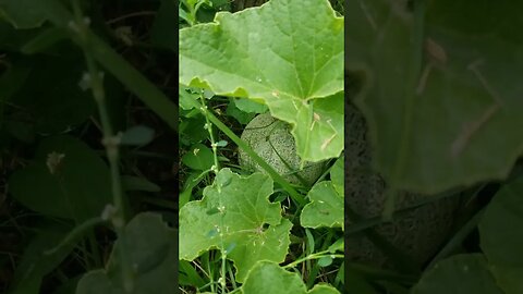 All Of My Zucchini Died Small Backyard Urban Garden #garden #gardening #diy #selfsufficiency
