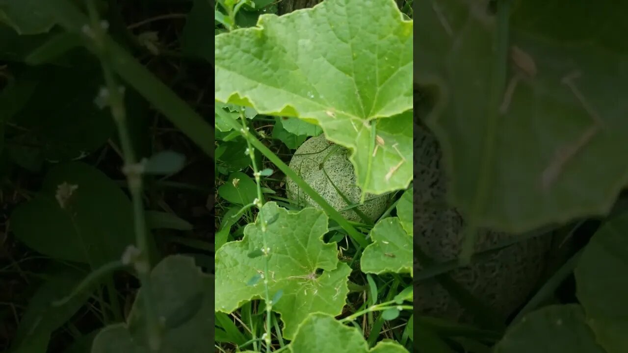 All Of My Zucchini Died Small Backyard Urban Garden #garden #gardening #diy #selfsufficiency