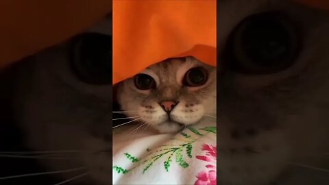 😹FUNNY PETS #viral Cats and Dogs #shorts2