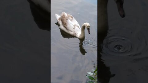 Mute swan