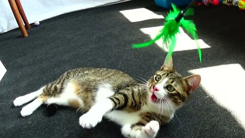 The Fascinating Green Cat Toy
