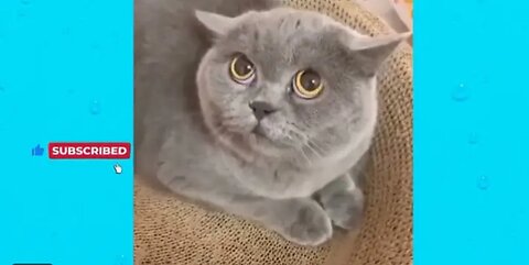Best funny Animals videos that will make you laugh 😂🤣