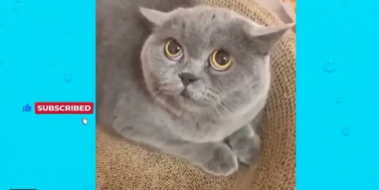 Best funny Animals videos that will make you laugh 😂🤣
