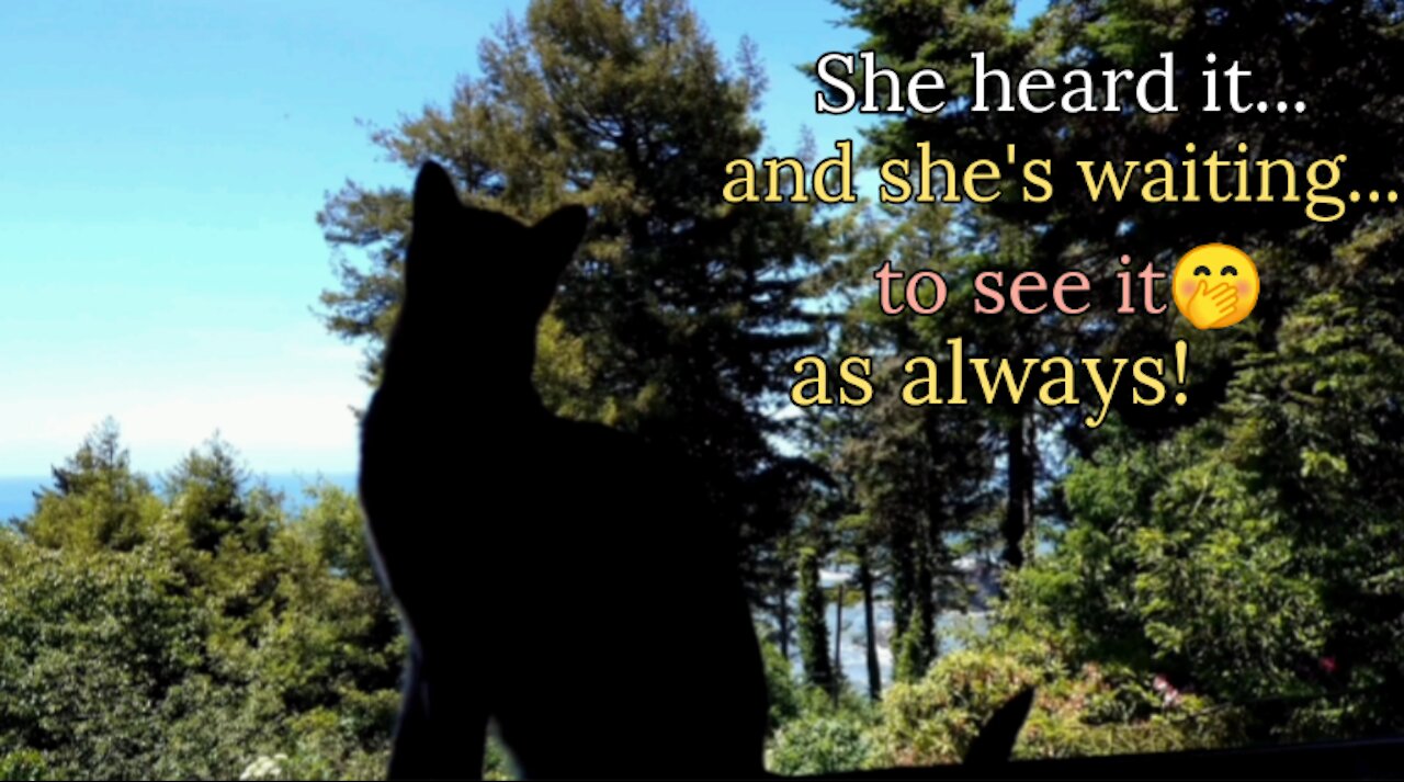 CAT HEARD A HELICOPTER