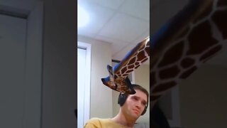 Baby Giraffe Problems #shorts