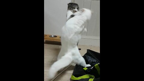 Scary Cats Boxing