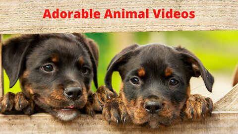 Cats And Dogs Vs The World Lol Adorable Cats And Dogs Vs Random Stuff!!!
