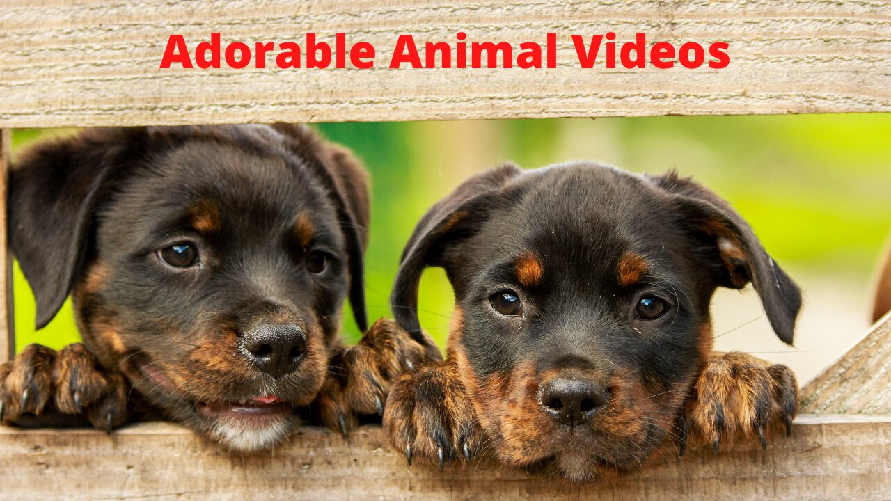 Cats And Dogs Vs The World Lol Adorable Cats And Dogs Vs Random Stuff!!!