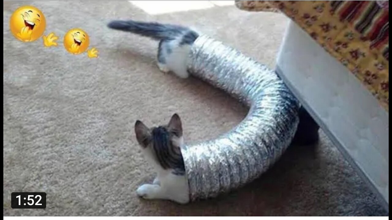 Funny cats videos---- _ You can_t stop your Laugh---- _ Cat videos 2022 _ The Pet