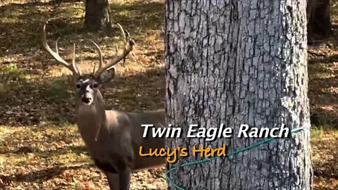 Eagles, Turkey, Bucks , Ducks, Does and Just Another Week in Paradise!!!! November 23rd
