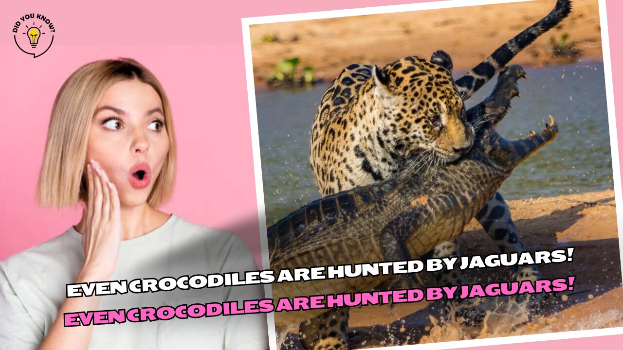 Even crocodiles are hunted by jaguars!