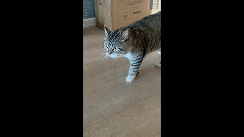 Cat crying