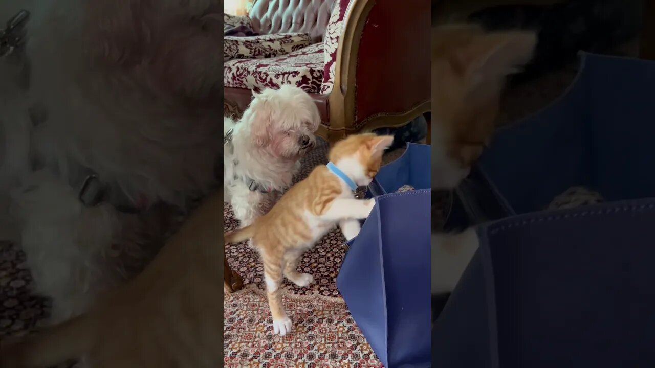 My dog vs my kitten