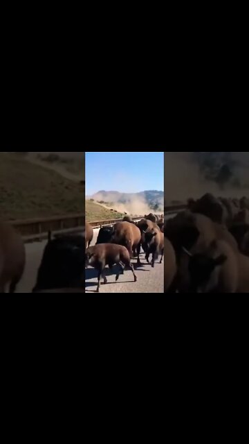 Bison Buffalo Stampede! #nature #nationalpark #camper #buffs