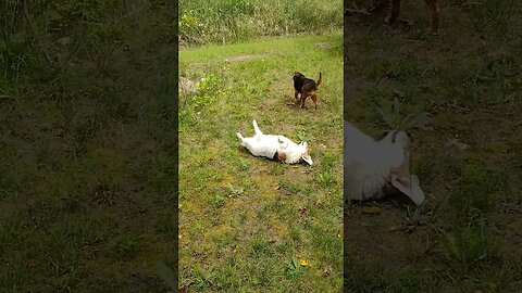 Rollin' Rollin' Rollin'... 🤣