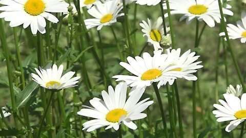 Chamomile is a symbol of family, loyalty and love. Relax.