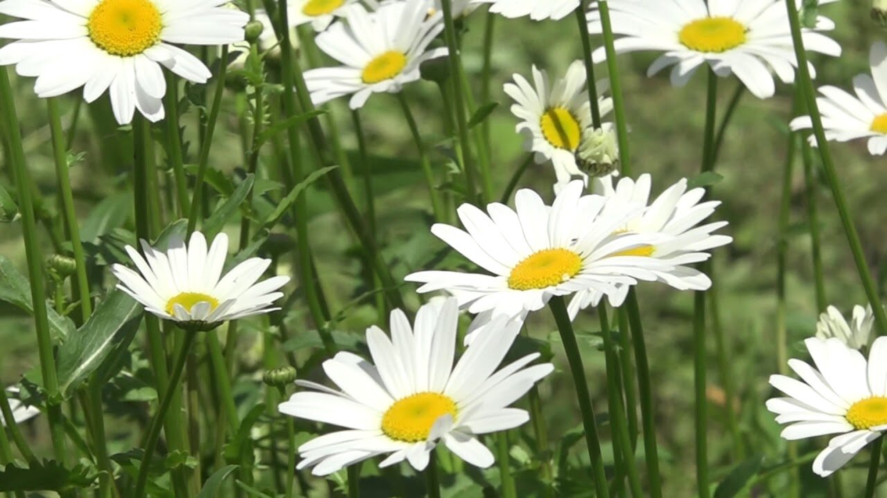 Chamomile is a symbol of family, loyalty and love. Relax.